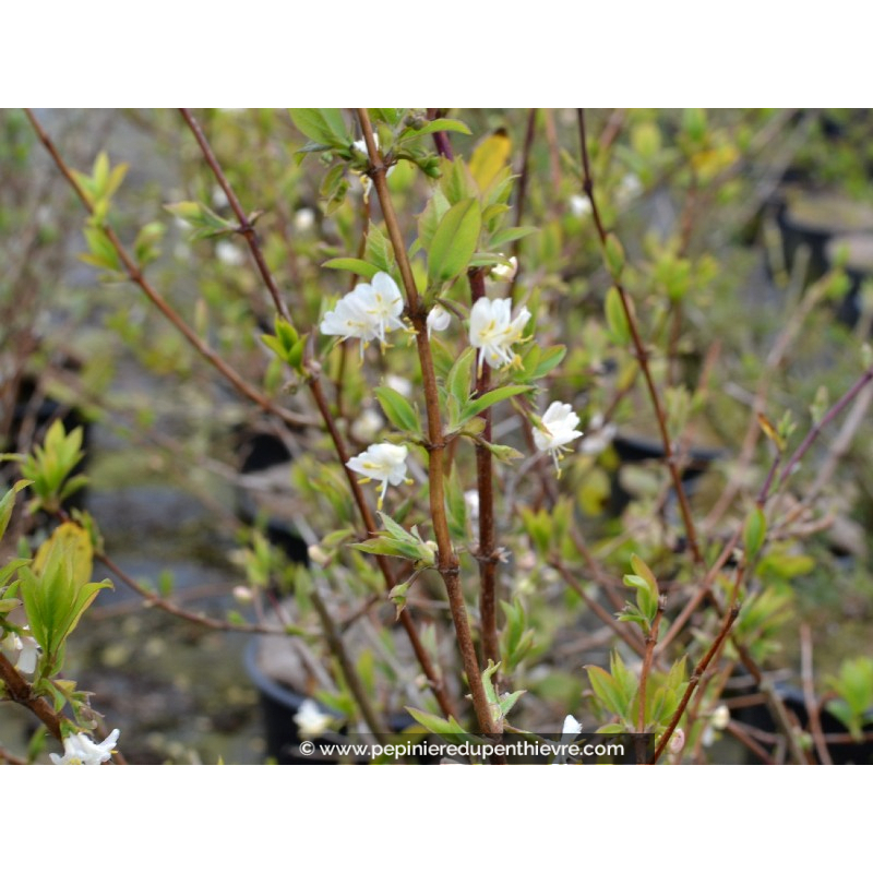 LONICERA fragrantissima - Hiver