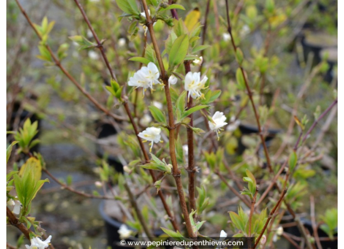 LONICERA fragrantissima