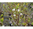 LONICERA fragrantissima - Hiver