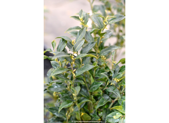 SARCOCOCCA confusa SARCOCOCCA confusa