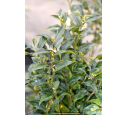SARCOCOCCA confusa SARCOCOCCA confusa