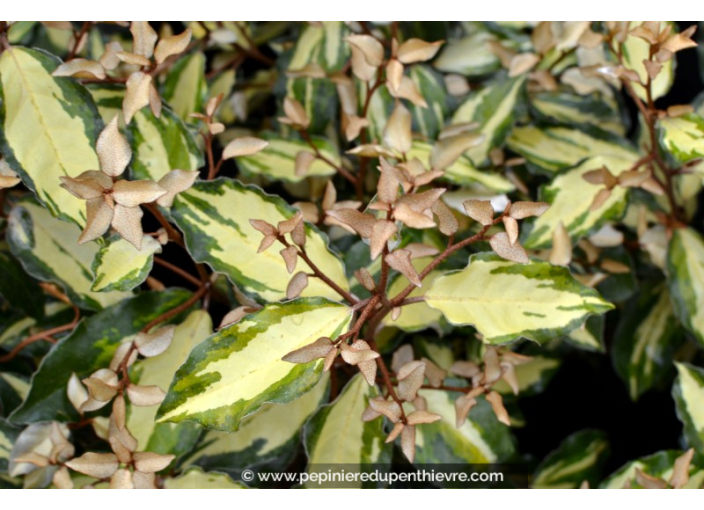ELAEAGNUS x ebbingei 'Maryline'® - Printemps