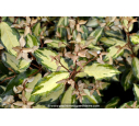 ELAEAGNUS x ebbingei 'Maryline'® - Printemps