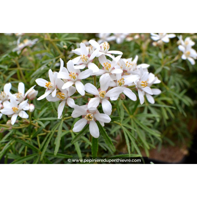 CHOISYA x 'White Dazzler'