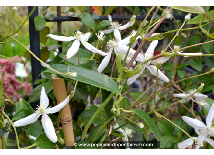 CLEMATIS armandii CLEMATIS armandii