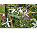 CLEMATIS armandii CLEMATIS armandii