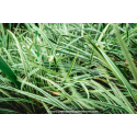 OPHIOPOGON jaburan \'Vittatus\'