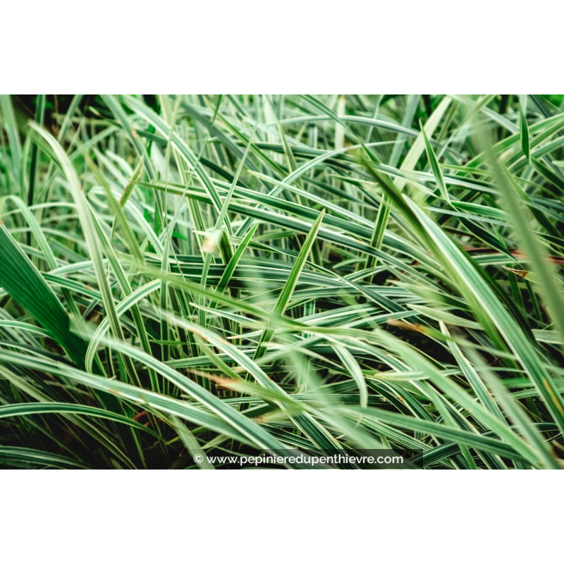 OPHIOPOGON jaburan 'Vittatus'