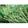OPHIOPOGON jaburan \'Vittatus\'