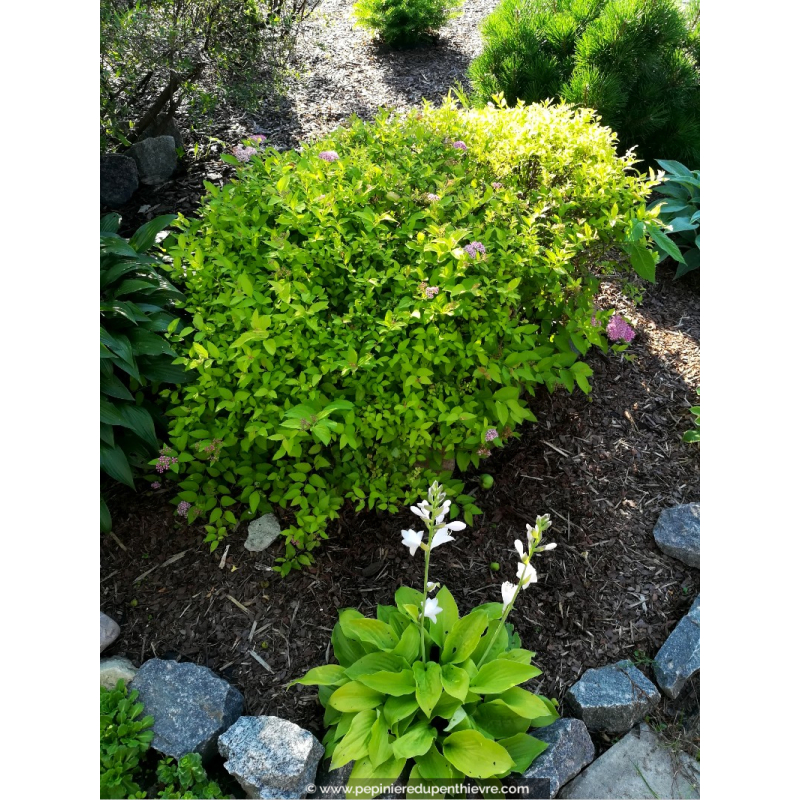 SPIRAEA japonica 'Golden Princess'