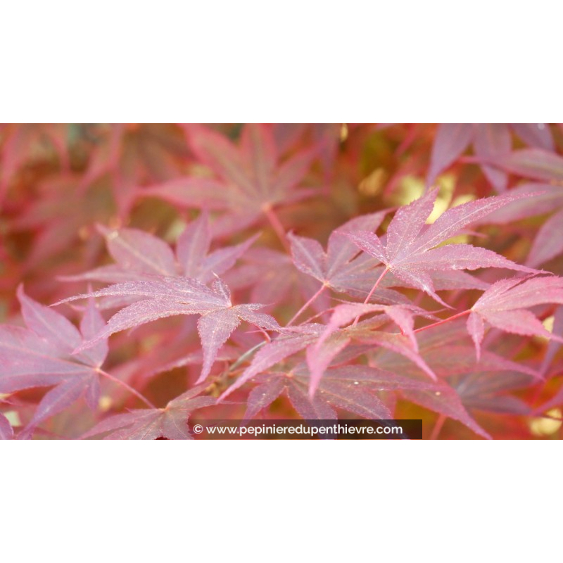 ACER palmatum 'Fireglow'