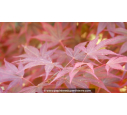 ACER palmatum 'Fireglow'