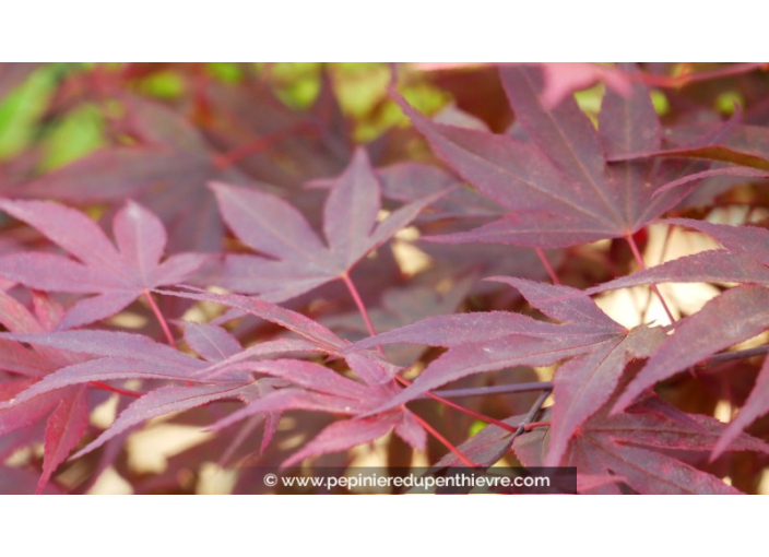 ACER palmatum 'Fireglow'