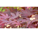 ACER palmatum 'Fireglow'