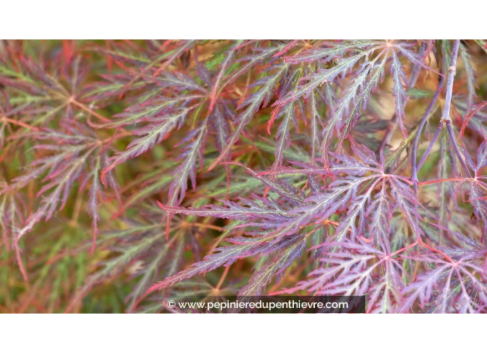 ACER palmatum 'Inaba Shidare' ACER palmatum 'Inaba Shidare'
