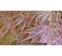 ACER palmatum 'Inaba Shidare' ACER palmatum 'Inaba Shidare'