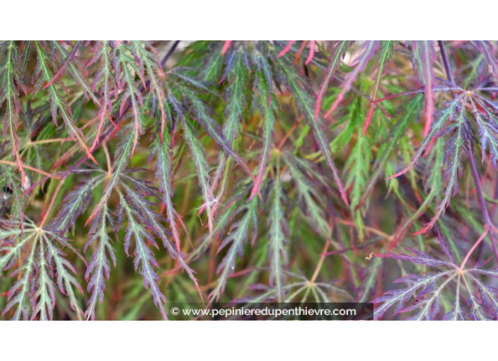 ACER palmatum 'Inaba Shidare' ACER palmatum 'Inaba Shidare'