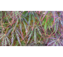 ACER palmatum 'Inaba Shidare' ACER palmatum 'Inaba Shidare'