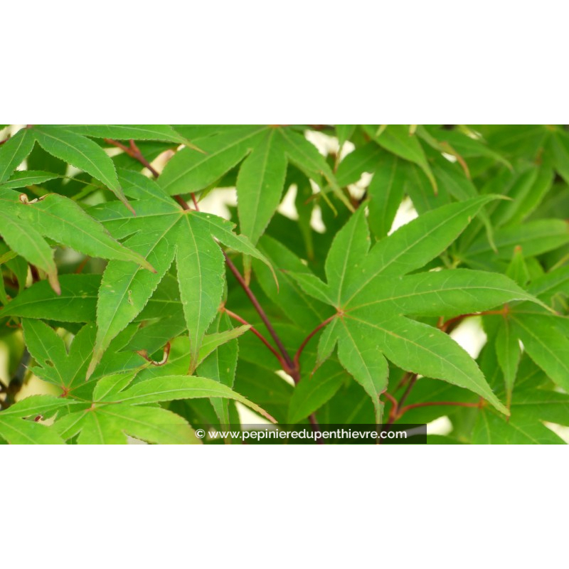 ACER palmatum 'Osakazuki'