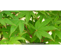 ACER palmatum 'Osakazuki'