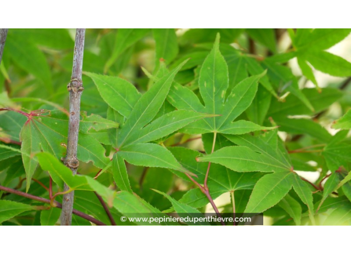 ACER palmatum 'Osakazuki'