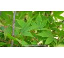 ACER palmatum 'Osakazuki'