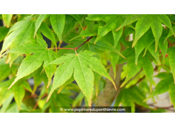 ACER palmatum 'Osakazuki'
