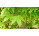 ACER palmatum 'Osakazuki'