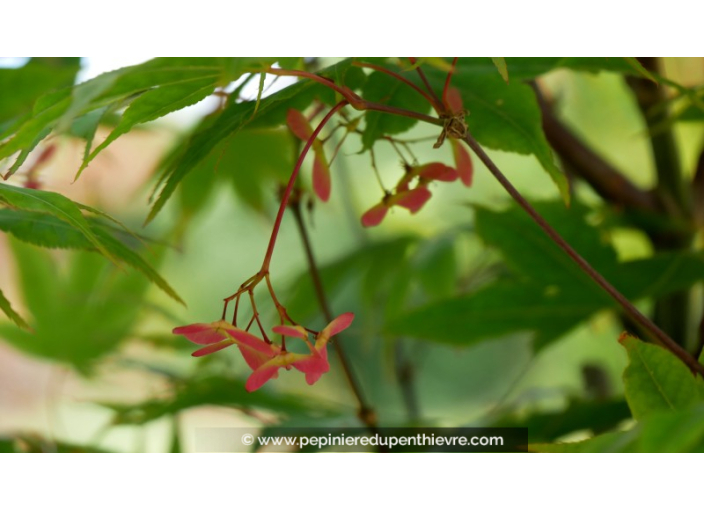 ACER palmatum 'Osakazuki'