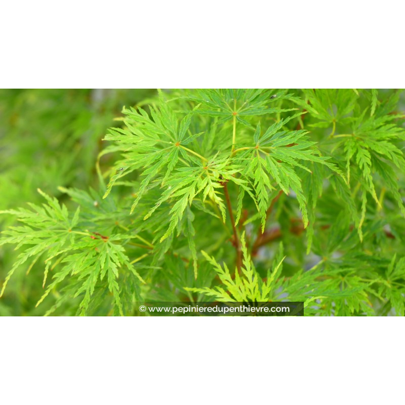 ACER palmatum 'Seiryu'