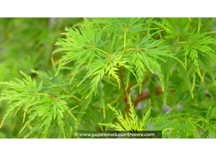 ACER palmatum 'Seiryu'