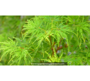 ACER palmatum 'Seiryu' ACER palmatum 'Seiryu'