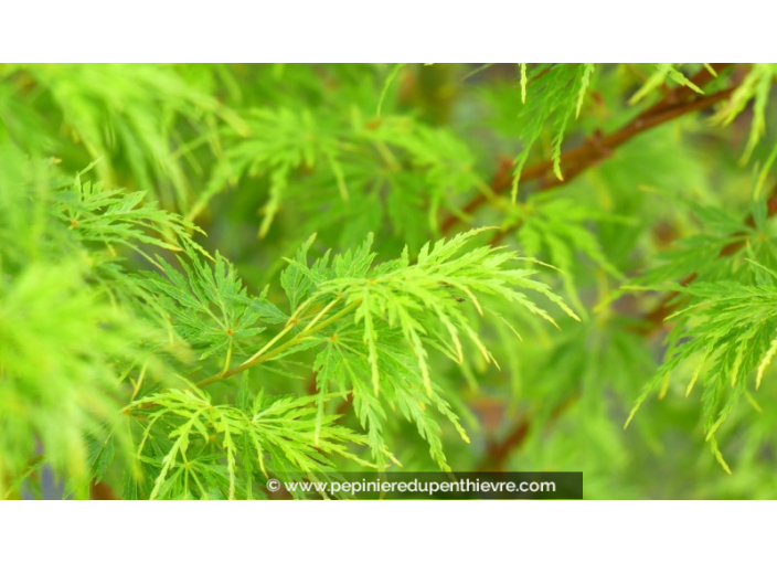 ACER palmatum 'Seiryu' ACER palmatum 'Seiryu'
