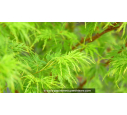 ACER palmatum 'Seiryu' ACER palmatum 'Seiryu'