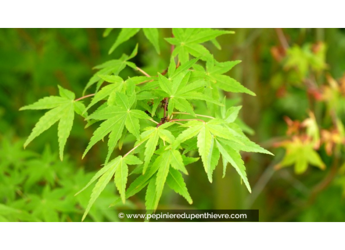 ACER palmatum 'Ueno-Yama' ACER palmatum 'Ueno-Yama'