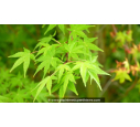 ACER palmatum 'Ueno-Yama' ACER palmatum 'Ueno-Yama'