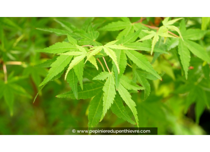 ACER palmatum 'Ueno-Yama' ACER palmatum 'Ueno-Yama'