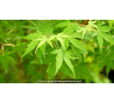 ACER palmatum 'Ueno-Yama' ACER palmatum 'Ueno-Yama'