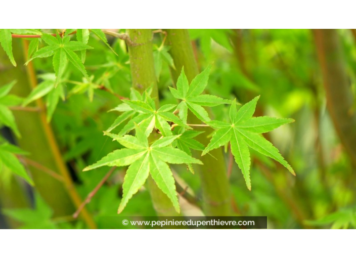 ACER palmatum 'Ueno-Yama' ACER palmatum 'Ueno-Yama'