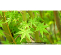 ACER palmatum 'Ueno-Yama' ACER palmatum 'Ueno-Yama'