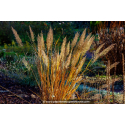 CALAMAGROSTIS x acutiflora 'Karl Foerster'
CALAMAGROSTIS x acutiflora \'Karl Foerster\'