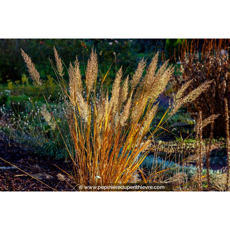 CALAMAGROSTIS x acutiflora 'Karl Foerster'