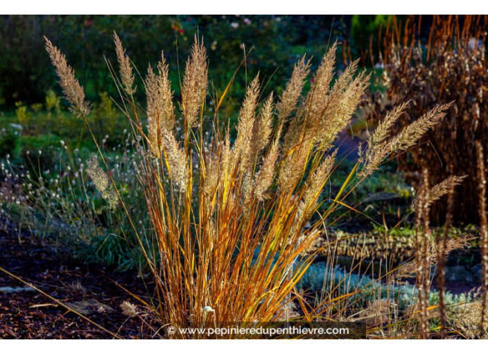 CALAMAGROSTIS x acutiflora 'Karl Foerster'