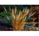 CALAMAGROSTIS x acutiflora 'Karl Foerster' CALAMAGROSTIS x acutiflora 'Karl Foerster'