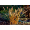 CALAMAGROSTIS x acutiflora \'Karl Foerster\'