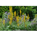 LIGULARIA stenocephala \'The Rocket\'