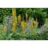 LIGULARIA stenocephala \'The Rocket\'