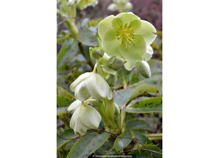 HELLEBORUS niger HELLEBORUS niger
