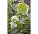 HELLEBORUS niger HELLEBORUS niger
