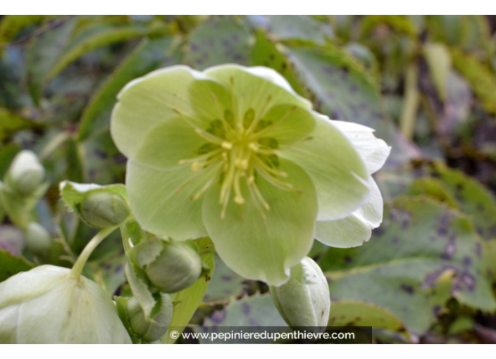 HELLEBORUS niger HELLEBORUS niger